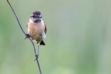 European Stonechat (Saxicola rubicola) on a stalk