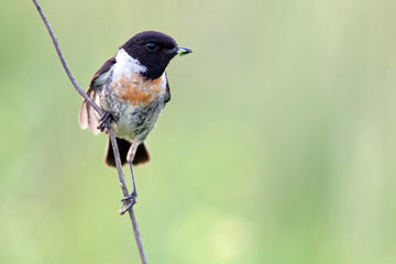European Stonechat (Saxicola rubicola) on a stalk