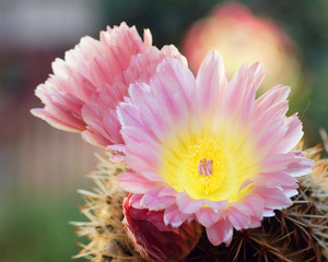 cactus flowers