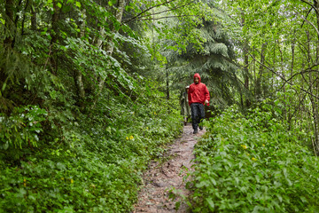 Obraz premium People hiking into the forest