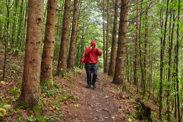 Fototapeta premium People hiking into the forest