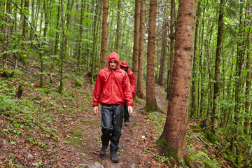 Obraz premium People hiking into the forest