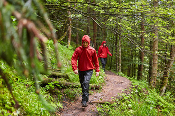People hiking into the forest