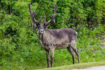 Eating reindeer on the meadow