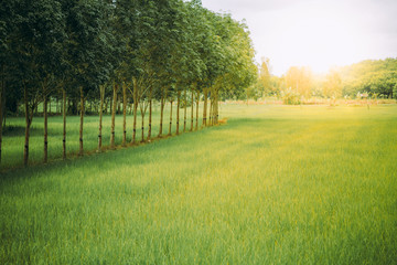 column of tree with rice on field and sun light