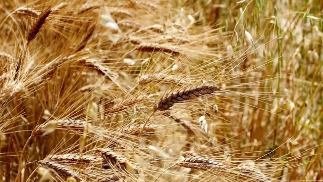 dried wheat ears, wheat ears in the field will be harvested, dried ears of wheat close-up,
