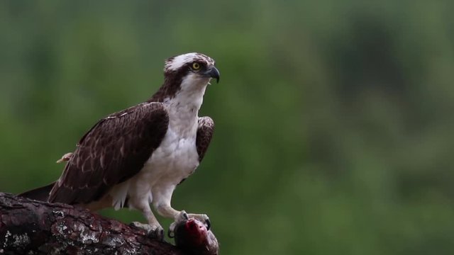 Osprey, pandion haliaetus, panoramic and still while feeding on trout on a branch in the cairngorm national park, scotland during july.