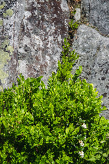 Natural background with green box bush and stone. Contrast between live and inanimate nature. Concept of strong will to live. Abstract image taken at sunny day at Carpathian mountains, Ukraine.