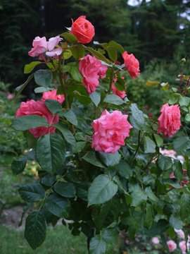 Rose bush, pink in different shades. Beautiful and romantic