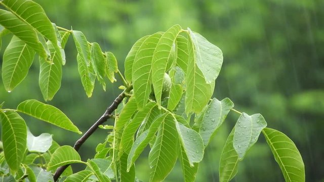 Heavy rain with a walnut tree 