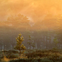Fototapeta premium Pine trees in sunrise colored morning mist at marsh in Southern Finland.
