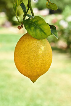 Yellow lemon hanging on branch from citrus tree