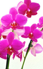 Fototapeta na wymiar Colorful Purple phalaenopsis orchid with Purple white background.