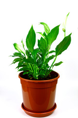 Fototapeta na wymiar Peace lily in pot on white background. Peace Lily is Houseplants for Improving Indoor Air Quality.