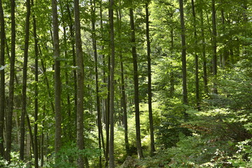 il faggeto nelle prealpi di Ledro, Trentino