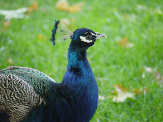 Obraz premium Handsome pheasant with a proud head and bristles sticking out on the crown. With beautiful feathers casting blue.
