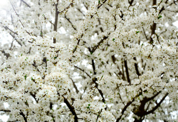 Cherry Blossoms in Austria with bohke , lens flare and soft focus (German is Wald Der Kirschblüten)
