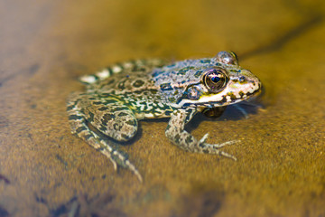 The macro or closeup portrait of  green, yellow and brown frog or toad sitting in the pound among the algaes