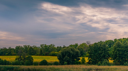 Naklejka premium Spring landscape