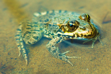 The macro or closeup portrait of  green, yellow and brown frog or toad sitting in the pound among the algaes