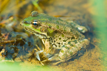 The macro or closeup portrait of  green, yellow and brown frog or toad sitting in the pound among the algaes