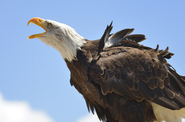 Portrait of bald eagle (Haliaeetus leucocephalus) the open beak on the blue sky background