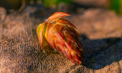 Nature beauty