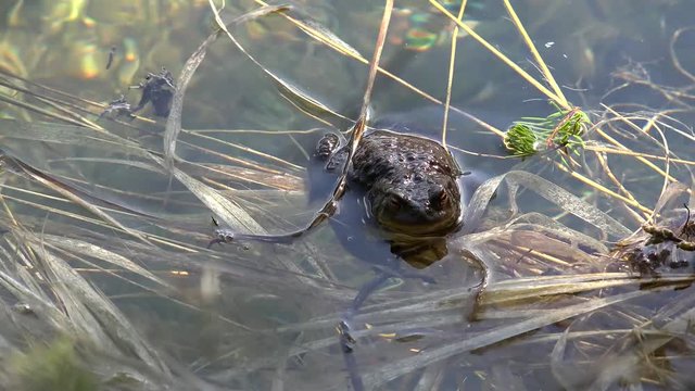 Mating frogs in the Black Lake of Durmitor National Park. Montenegro.