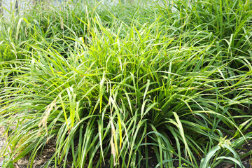 Obraz premium mur vegetal