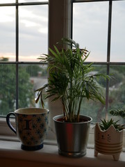 Cup of Coffee Next To Plants In Front of Greater London Skyline