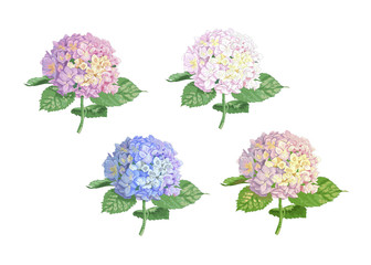 Set of vector highly detailed realistic illustration of hydrangea flowers isolated on white. Good for wedding floral design, greeting cards.