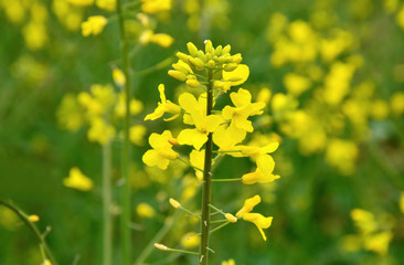 Rapeseed blossoms on field in Austria.