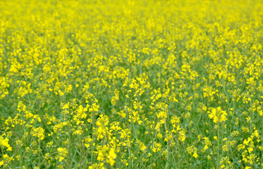 Rapeseed blossoms on field in Austria.