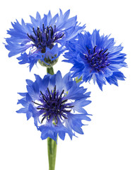 Three blue flowers of a cornflower, isolated on a white background. Selective focus
