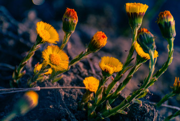 Field and forest flowers