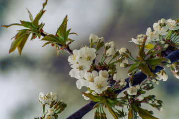 Crerry tree blooming