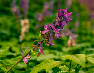 Field and forest flowers