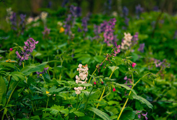 Field and forest flowers