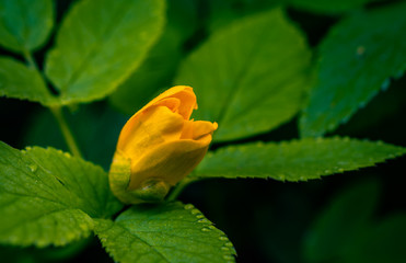 Field and forest flowers