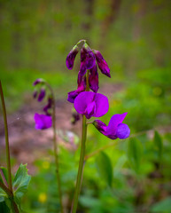 Field and forest flowers