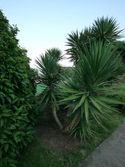 plantations of large, gusty Yuk-palms in the park on the blue sky background