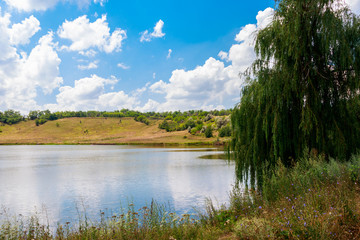 Weeping willow tree or Babylon willow (Salix Babylonica) on a lakeshore