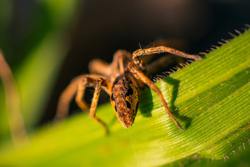 Spider