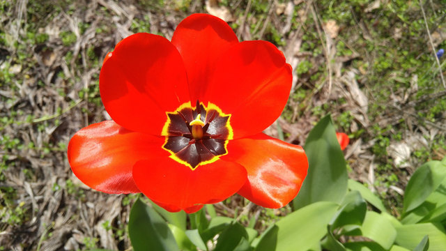 Red Poppy Bloom