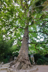 A tall, powerful tree with a green crown supports the rocks of a stone staircase in the park