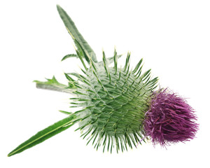 Milk thistle used as medicinal herb