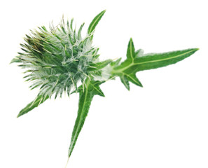 Milk thistle used as medicinal herb