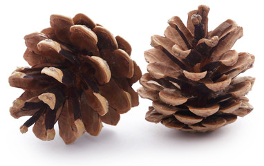 Pinecone