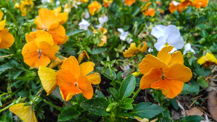White and Orange Pansies