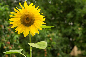 Blossoming sunflower in the garden
